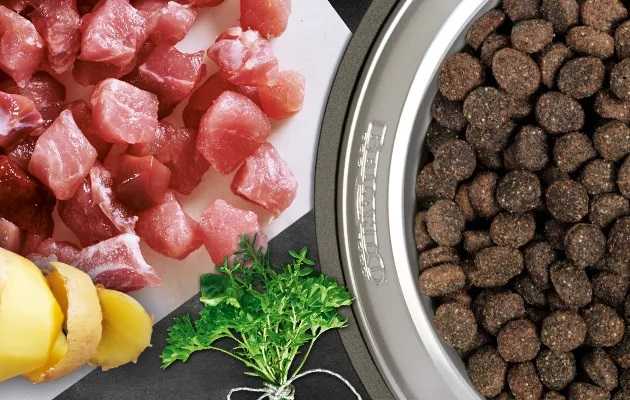 فواید استفاده از غذای خشک سگ