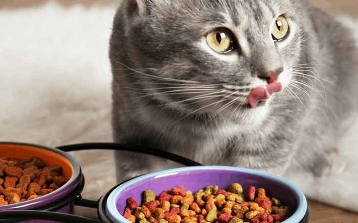 خرید غذای خشک گربه