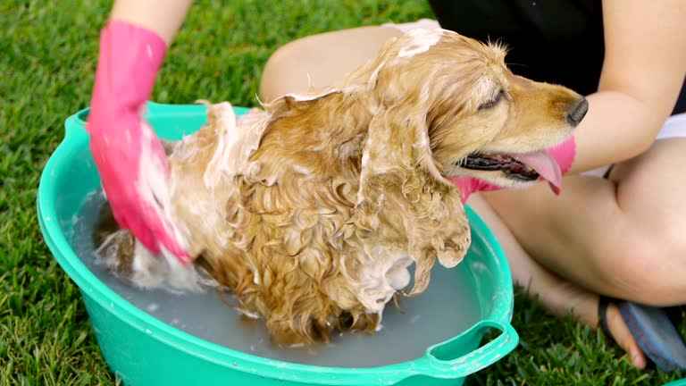 چگونه سگ را لیف بکشیم؟