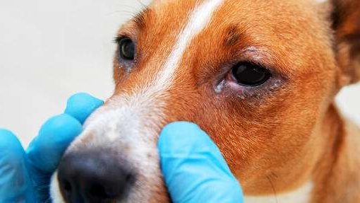 عوامل و نشانههای عفونت چشم