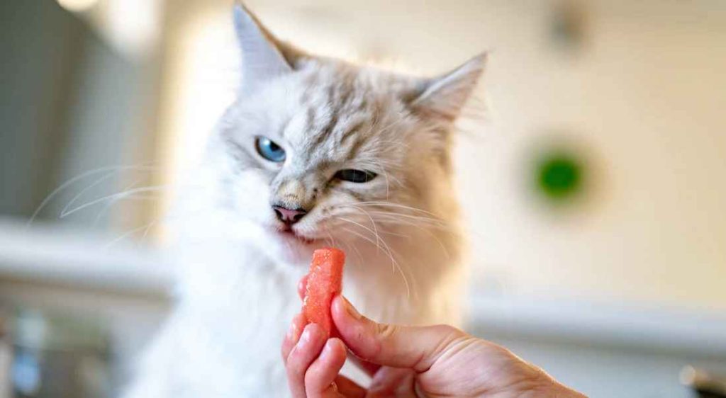 گربه ای که تشویقی نمیخورد