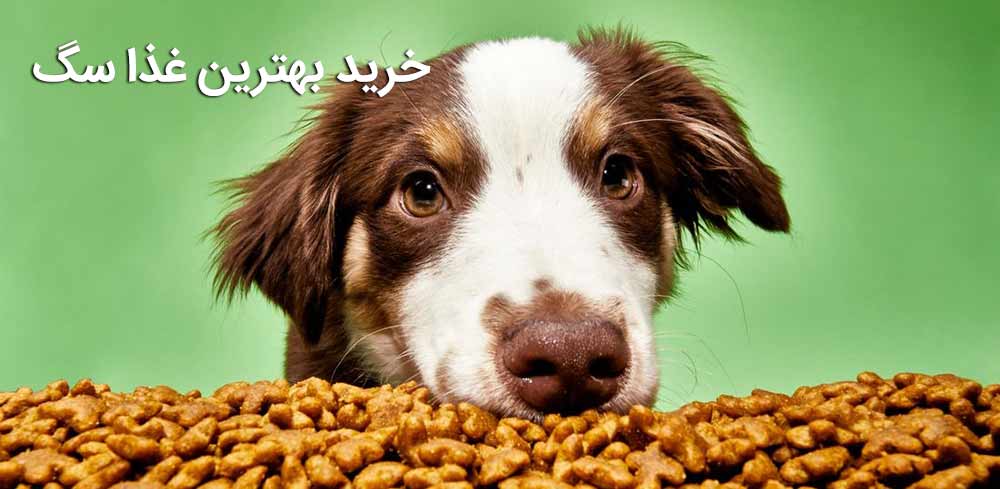 خرید بهترین غذا سگ