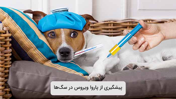 پیشگیری از پاروا ویروس در سگ‌ها