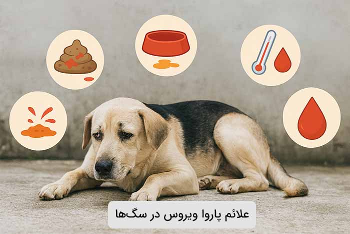 علائم پاروا ویروس در سگ‌ها