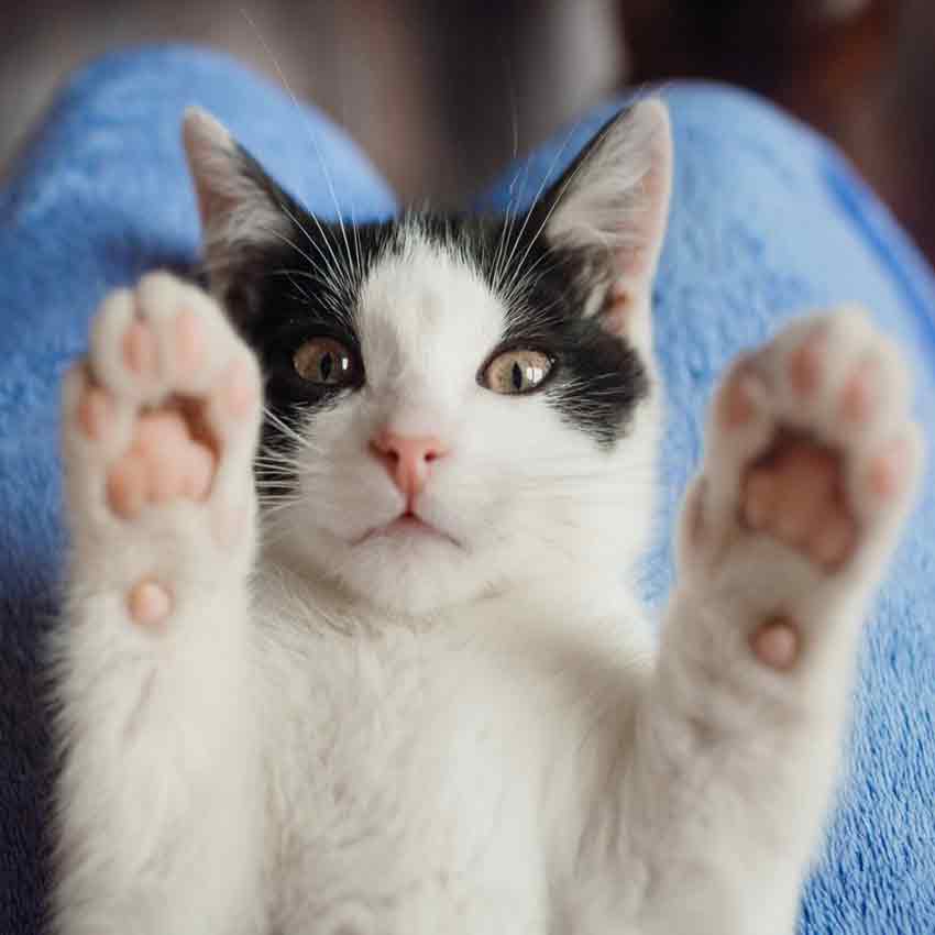 محصولات سلامت پنجه گربه