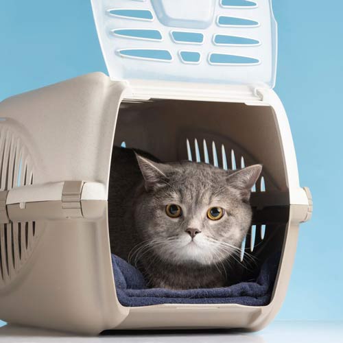 لانه و باکس گربه