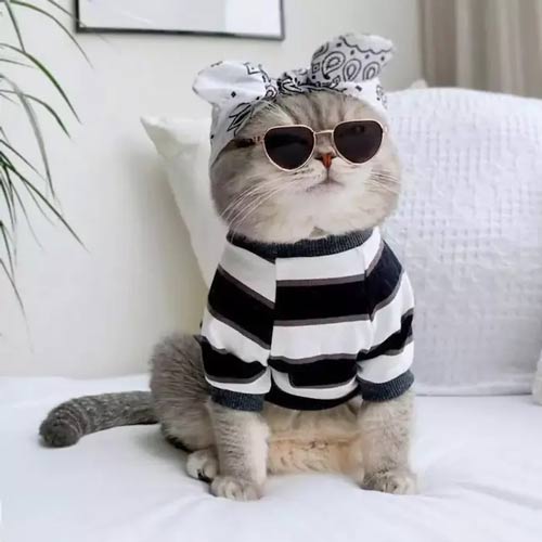 پوشاک و اکسسوری گربه