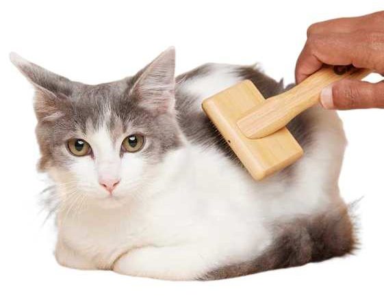 شانه و برس گربه