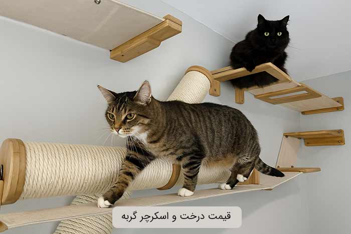 قیمت درخت و اسکرچر گربه