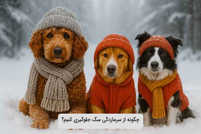 چگونه از سرمازدگی سگ جلوگیری کنیم؟