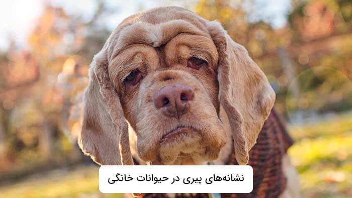 نشانه‌های پیری در حیوانات خانگی