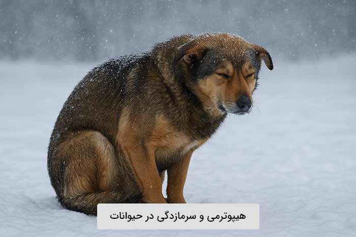 هیپوترمی و سرمازدگی در حیوانات 