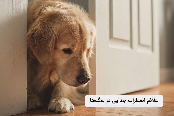 علائم اضطراب جدایی در سگ‌ها