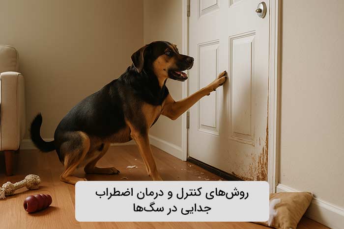 روش‌های کنترل و درمان اضطراب جدایی در سگ‌ها