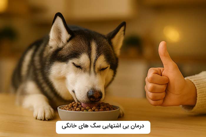 درمان بی اشتهایی سگ های خانگی