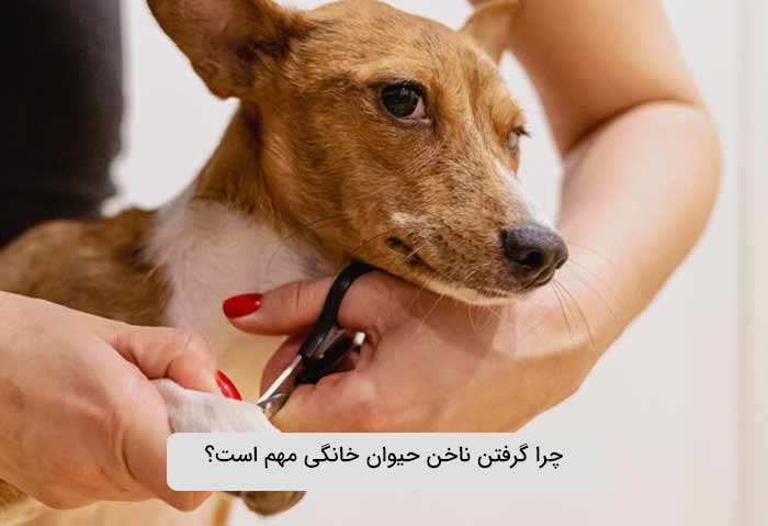 چرا گرفتن ناخن حیوان خانگی مهم است؟