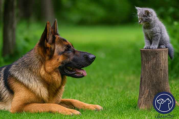 چگونه حیوان جدید خود را به پت خانگی قبلی معرفی کنیم؟
