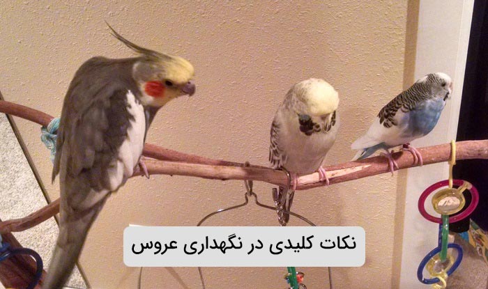 نکات کلیدی نگهداری عروس هلندی در خانه