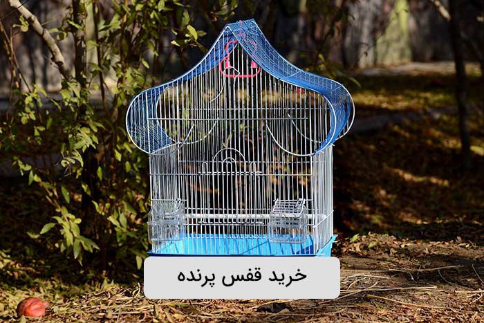 خرید پرنده