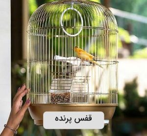 راهنمای خرید پرنده