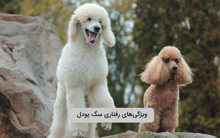 ویژگی‌های رفتاری سگ پودل