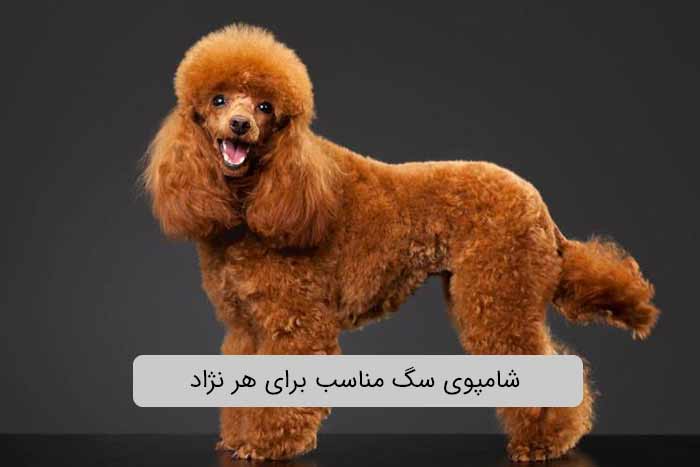 شامپوی سگ مناسب برای هر نژاد