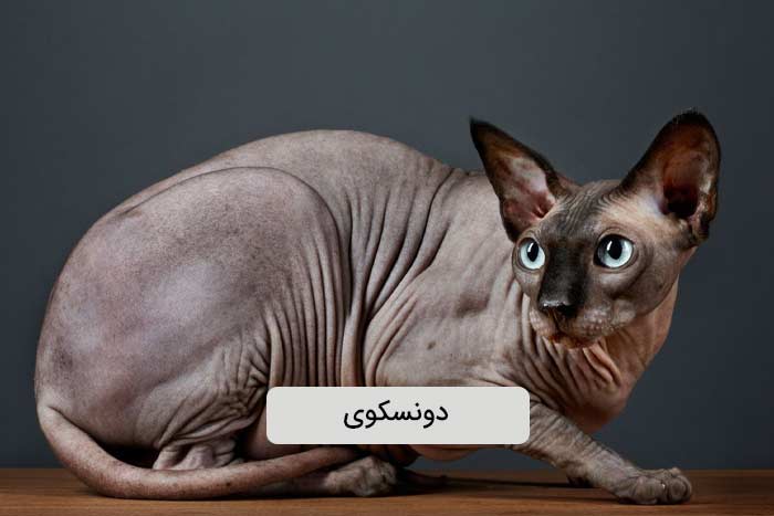 دونسکوی