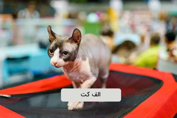 اِلف‌کت