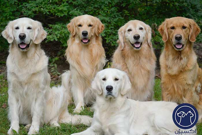 معرفی نژاد سگ گلدن رتریور