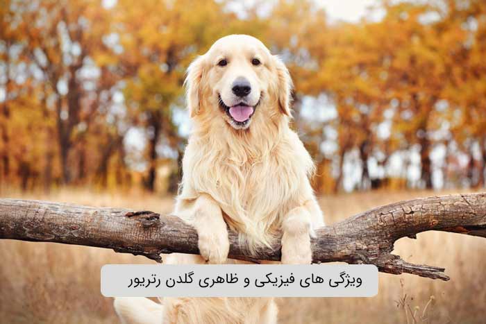 ویژگی های فیزیکی و ظاهری گلدن رتریور