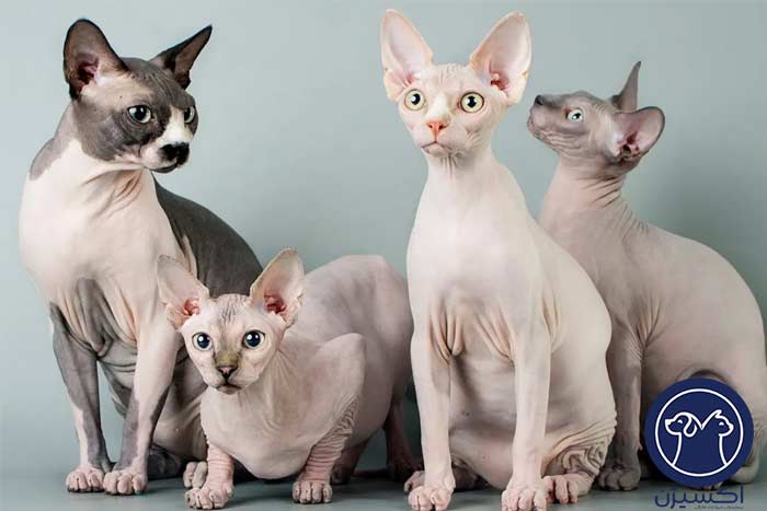 نژاد گربه های بی مو (اسفینکس و دوون رکس)