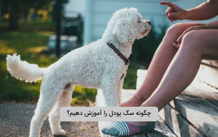 چگونه سگ پودل را آموزش دهیم؟