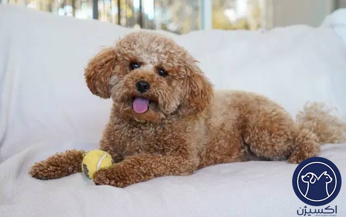 معرفی نژاد سگ پودل | راهنمای جامع، علمی و کاربردی برای نگهداری آگاهانه