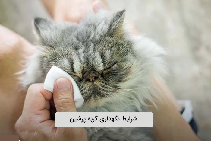 گربه پرشین دال فیس (Doll Face)