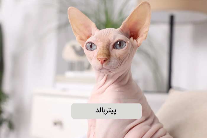 پیتر‌بالد