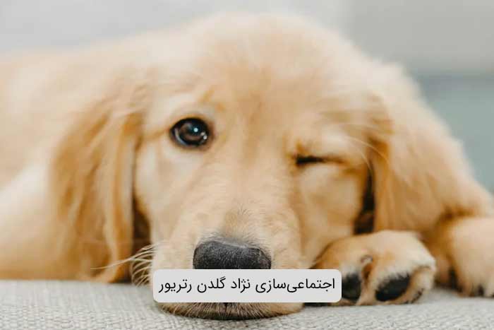 اجتماعی‌سازی نژاد گلدن رتریور