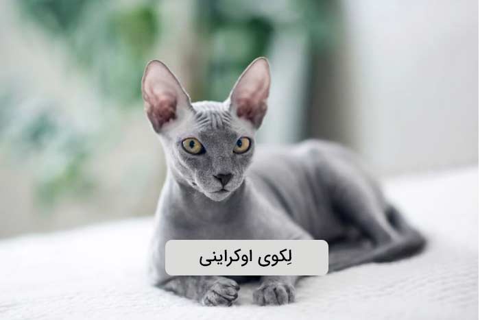 لکوی اوکراینی