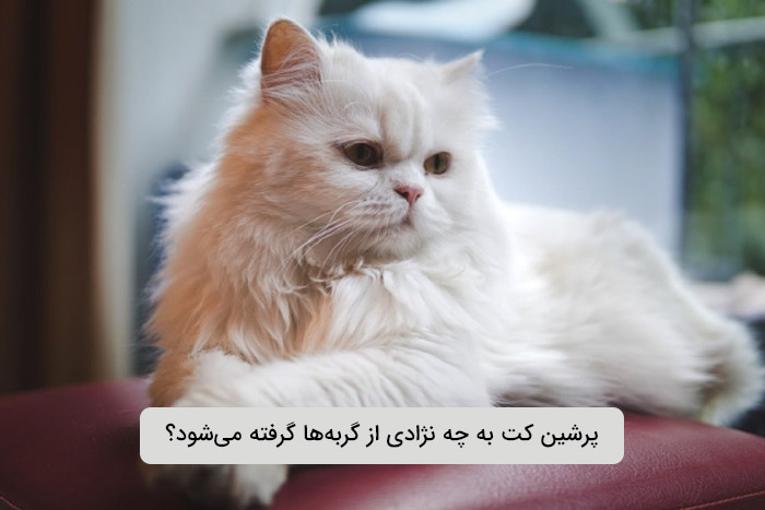 پرشین کت به چه نژادی از گربه‌ها گرفته می‌شود؟