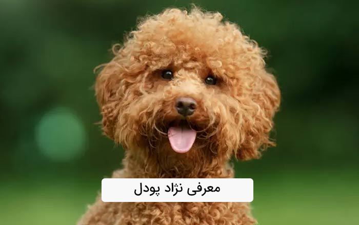 معرفی نژاد سگ پودل