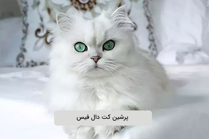 گربه پرشین دال فیس (Doll Face)