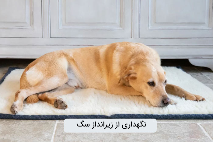 نکات مراقبتی برای نگهداری و تمیز کردن زیرانداز سگ