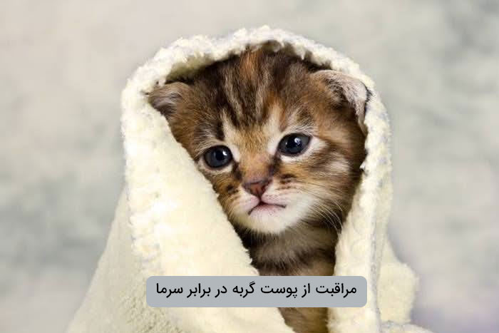 مراقبت از پوست گربه در برابر سرما