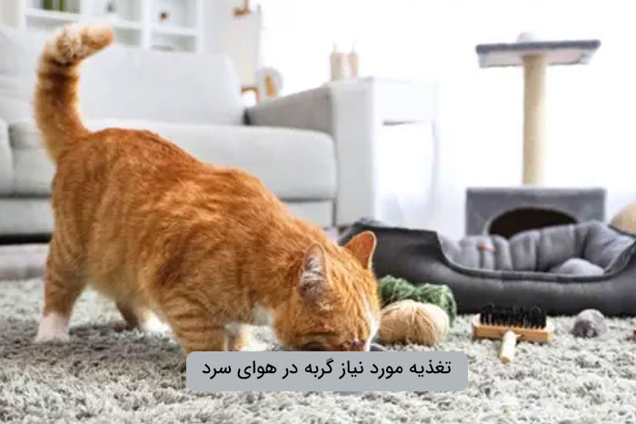 تغذیه مورد نیاز گربه در هوای سرد