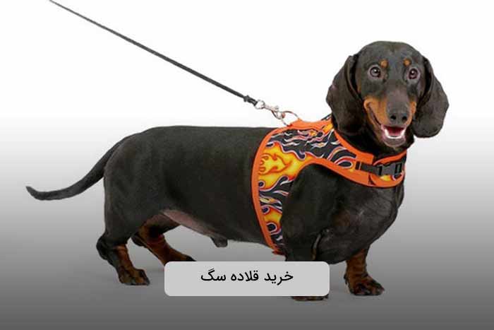 خرید انواع قلاده سگ و هارنس