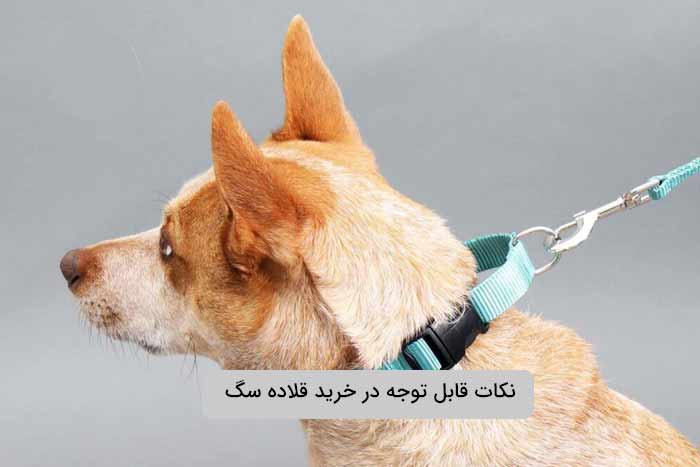 نکات کاربردی در خرید قلاده متناسب با سگ