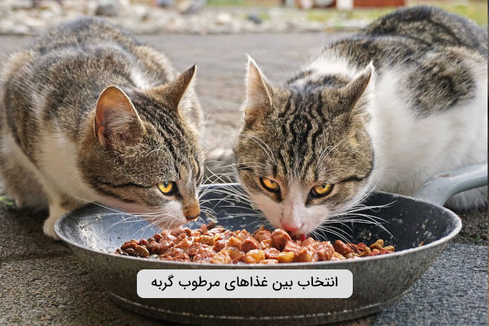 انتخاب غذای مرطوب گربه