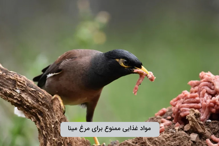 مواد غذایی سمی برای مرغ مینا