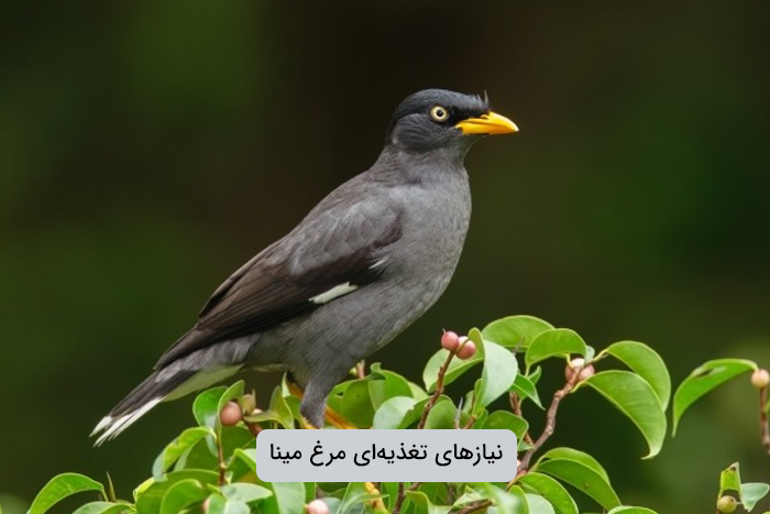 رژیم غذایی مرغ مینا