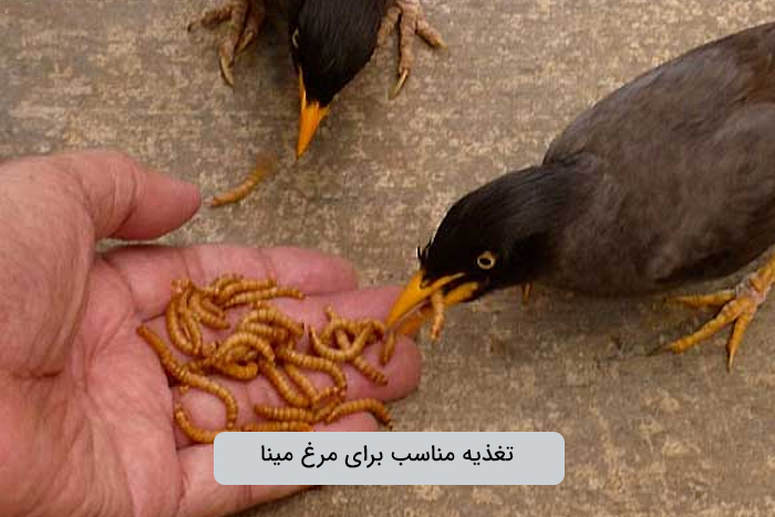 تغذیه مناسب برای مرغ مینا