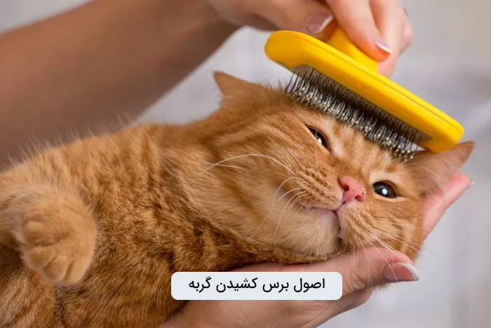 نحوه صحیح کشدن بر بدن گربه
